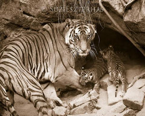 Tiger Mom and Cubs in Den Photo