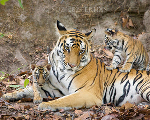 Tiger mom and cubs