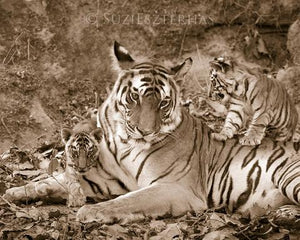 Tiger Mom and Cubs Photo